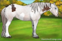 Horse Color:Bay Splash and Bay Appaloosa