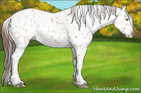 Horse Color:Amber Champagne Leopard  and Gray Amber Champagne Leopard 