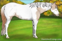Horse Color:Smoky Black Pearl Tobiano Frame Appaloosa 