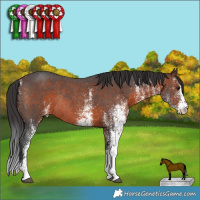 Horse Color:White Spotted Brown Rabicano 