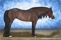 Horse Color:Bay Rabicano 