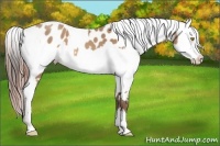 Horse Color:Amber Champagne Appaloosa and Amber Champagne Appaloosa