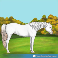 Horse Color:Amber Champagne Appaloosa and Amber Champagne Appaloosa