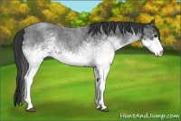 Horse Color:White Spotted Blue Roan 