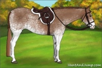 Horse Color:White Spotted Red Roan 