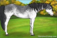 Horse Color:White Spotted Blue Roan 