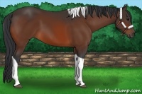 Horse Color:Bay Tobiano 