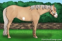 Horse Color:Silver Amber Champagne Frame 