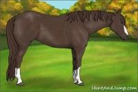 Horse Color:Liver Chestnut 