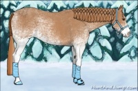 Horse Color:White Spotted Red Roan 