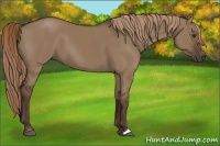 Horse Color:Liver Red Dun 