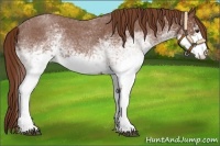 Horse Color:White Spotted Red Roan 