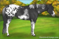Horse Color:White Spotted Black Splash Tobiano Frame Appaloosa 