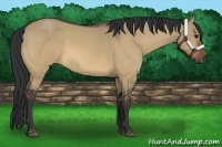 Horse Color:Bay Dun