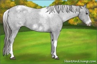 Horse Color:White Spotted Black Splash Tobiano Frame Appaloosa