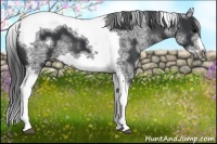 Horse Color:White Spotted Black Splash Tobiano Frame Varnish