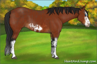 Horse Color:Bay Splash Frame  and Gray Bay Splash Frame 
