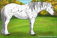 Horse Color:White Spotted Black Splash Tobiano Frame Appaloosa