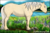 Horse Color:Palomino Roan 