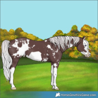 Horse Color:White Spotted Chocolate Silver Black Chinchilla Splash Frame 