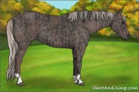 Horse Color:Black and Silver Black