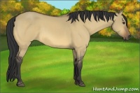 Horse Color:Buckskin Dun 