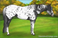 Horse Color:White Spotted Black Splash Tobiano Frame Appaloosa 