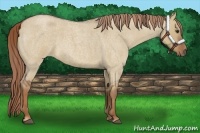 Horse Color:Red Dun Roan
