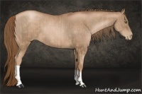 Horse Color:Liver Chestnut Pearl  and Liver Chestnut Pearl 
