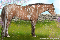 Horse Color:Gray Bay Pearl and Gray Bay Pearl