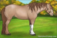 Horse Color:Brown Pearl  and Brown Pearl 