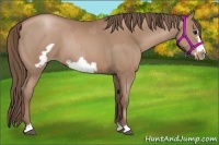 Horse Color:Black Pearl  and Black Pearl Frame 