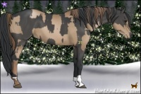Horse Color:Black Pearl  and Black 
