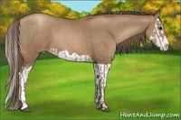 Horse Color:Black Pearl  and Black Pearl Splash 