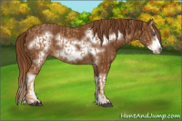 Horse Color:Chestnut Splash Frame and Gray Chestnut Splash Frame