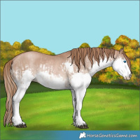Horse Color:Liver Chestnut Pearl Splash  and Black Pearl Splash 