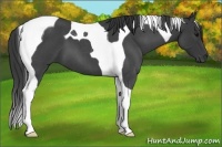 Horse Color:Blue Roan Tobiano 