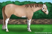 Horse Color:Brown Pearl and Brown Pearl Splash