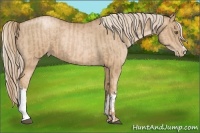 Horse Color:Liver Chestnut Pearl and Chocolate Palomino Pearl