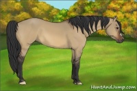 Horse Color:Bay Dun