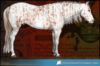 Horse Color:Brown Pearl Sabino and Brown Pearl Appaloosa