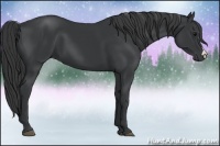 Horse Color:Black 