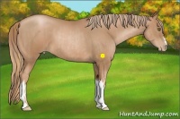 Horse Color:Liver Chestnut Pearl  and Liver Chestnut Pearl 