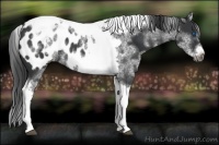 Horse Color:White Spotted Black Splash Tobiano Frame Appaloosa 