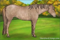 Horse Color:Liver Chestnut Pearl  and Black Pearl 