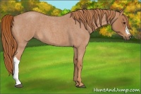 Horse Color:Red Roan 
