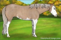 Horse Color:Palomino Roan Splash