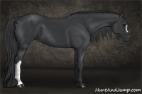 Horse Color:Black 