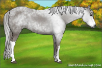 Horse Color:Gray Black 