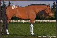 Horse Color:Bay Tobiano Varnish 